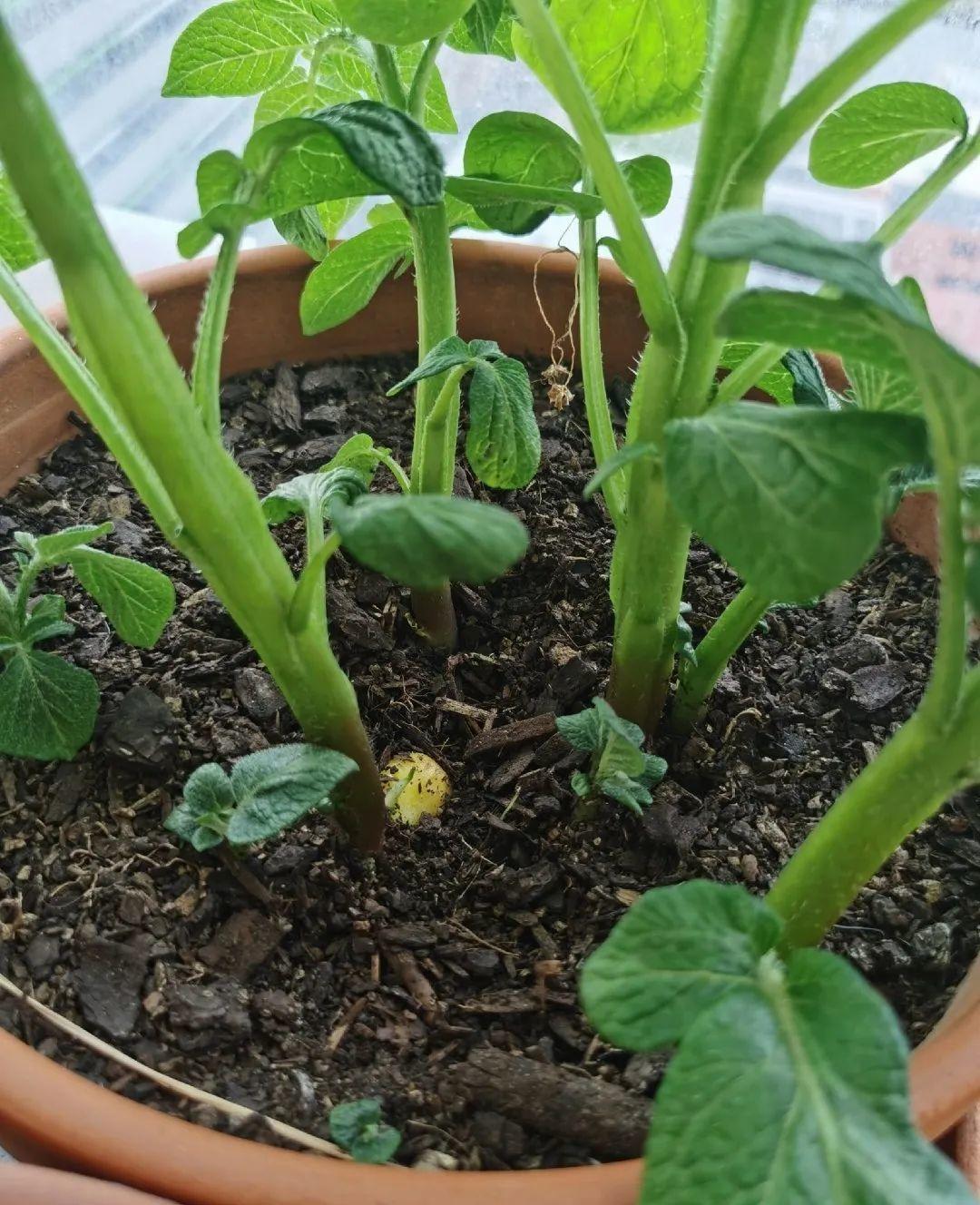 3个月后才回家,家里的花疯了,墙缝、房顶都爬满!