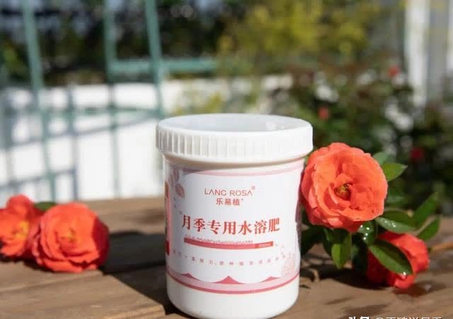 别再羡慕达人的花园了，月季正餐吃得好，你也可以