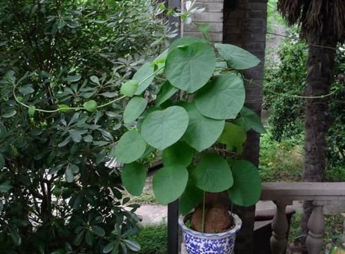 植物|5种“丑花”，寓意却大，富贵又威武，再丑也要养一盆