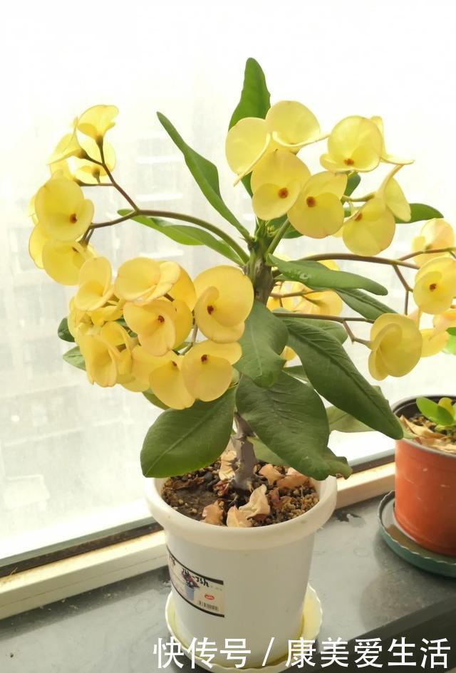 虎刺梅不开花，重点做好3件事，四季开花，爆花容易