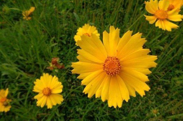 最适合新手养的4种花,好养漂亮花期长,开成百花园