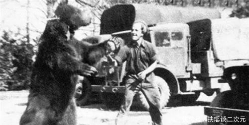 炮弹|二战唯一有军衔的棕熊:在前线扛炮弹,退伍后抽烟喝酒活得很滋润