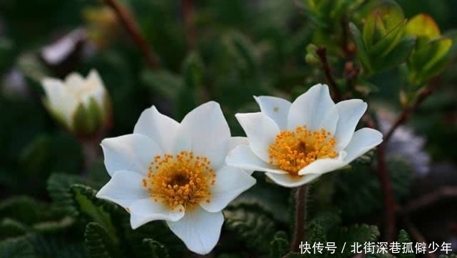 全球变暖 几万年前年前的冰期,为什么会突然结束,是什么原因导致的?