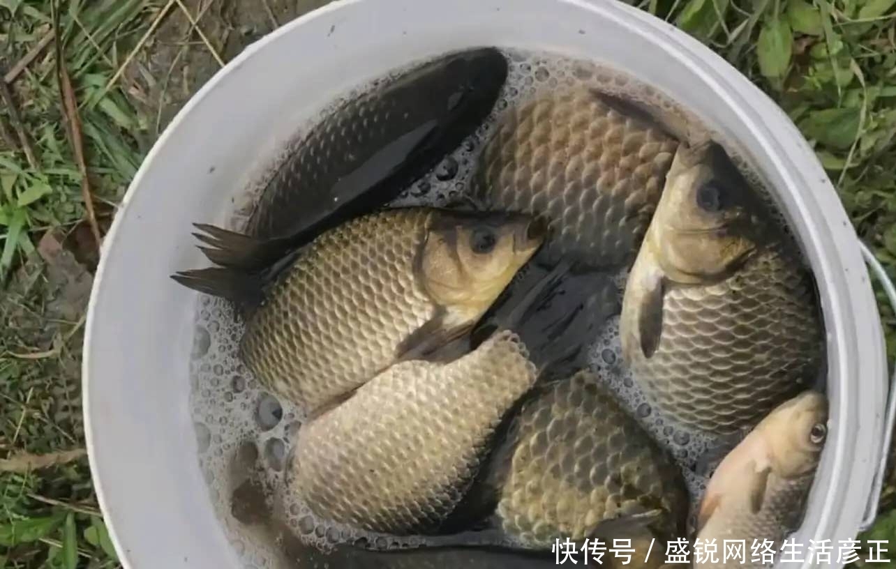 蓑笠哥|初夏饵料攻略，浓腥已不可取，附上简单通杀饵料配方