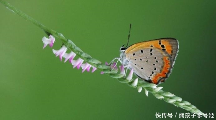 违法|此兰花却以“草”为名,药名“盘龙参”,一斤卖五六百,一摘违法