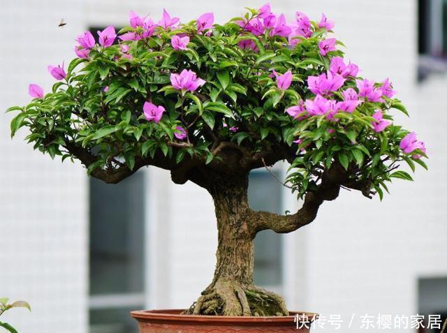 降成本养花,6种花1根枝变1盆,加点它,插多少活多少