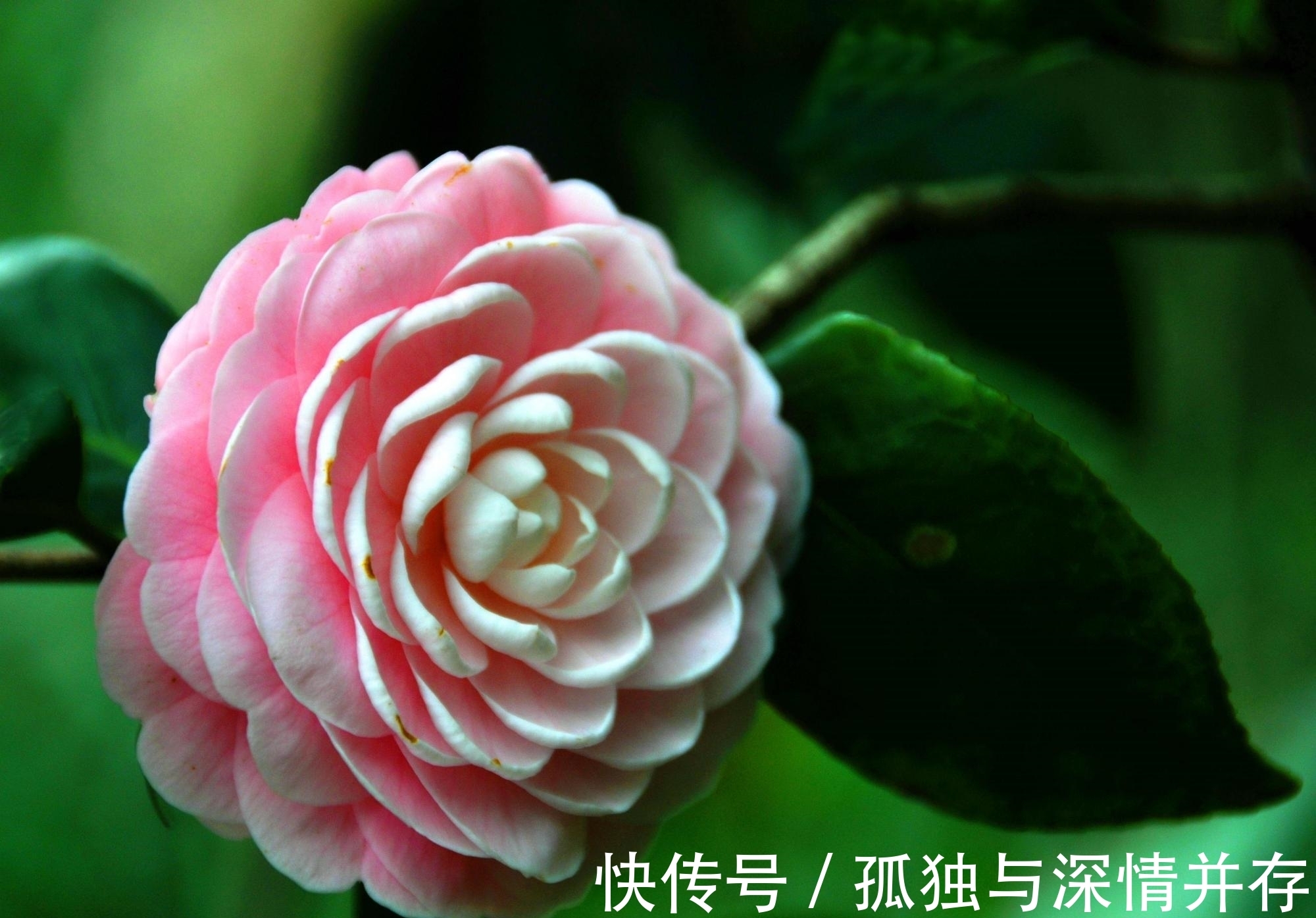 3种不好养的花卉,买之前要考虑好,虽然好看但难养