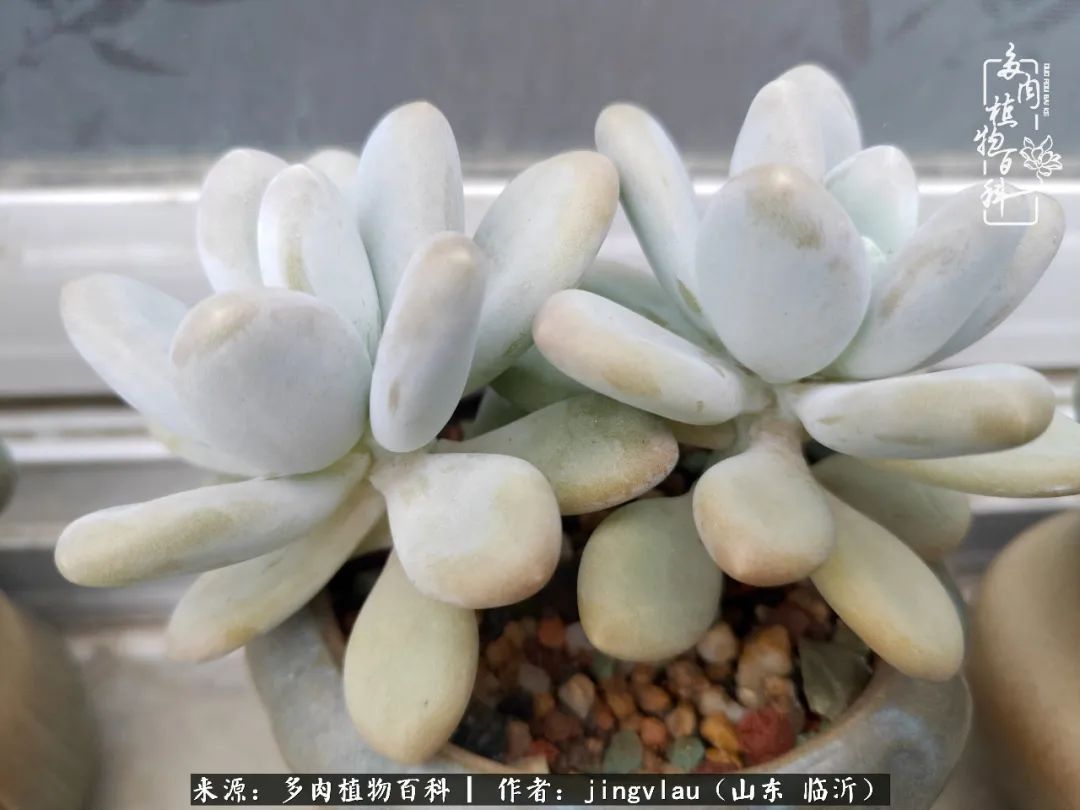 花月|多肉露养度夏，没遮阳没遮雨，有惊无险！