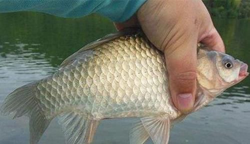 冬钓久坐无鱼咬钩，可能是打窝方法不当，冬季这样打窝更留鱼！