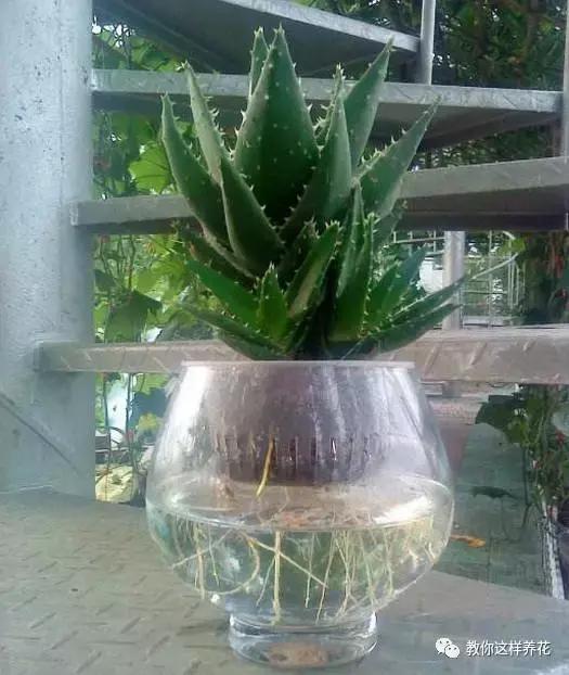 土生根|4种花放水里猛长根,比土培好养100倍,一分钱不花,还很漂亮!