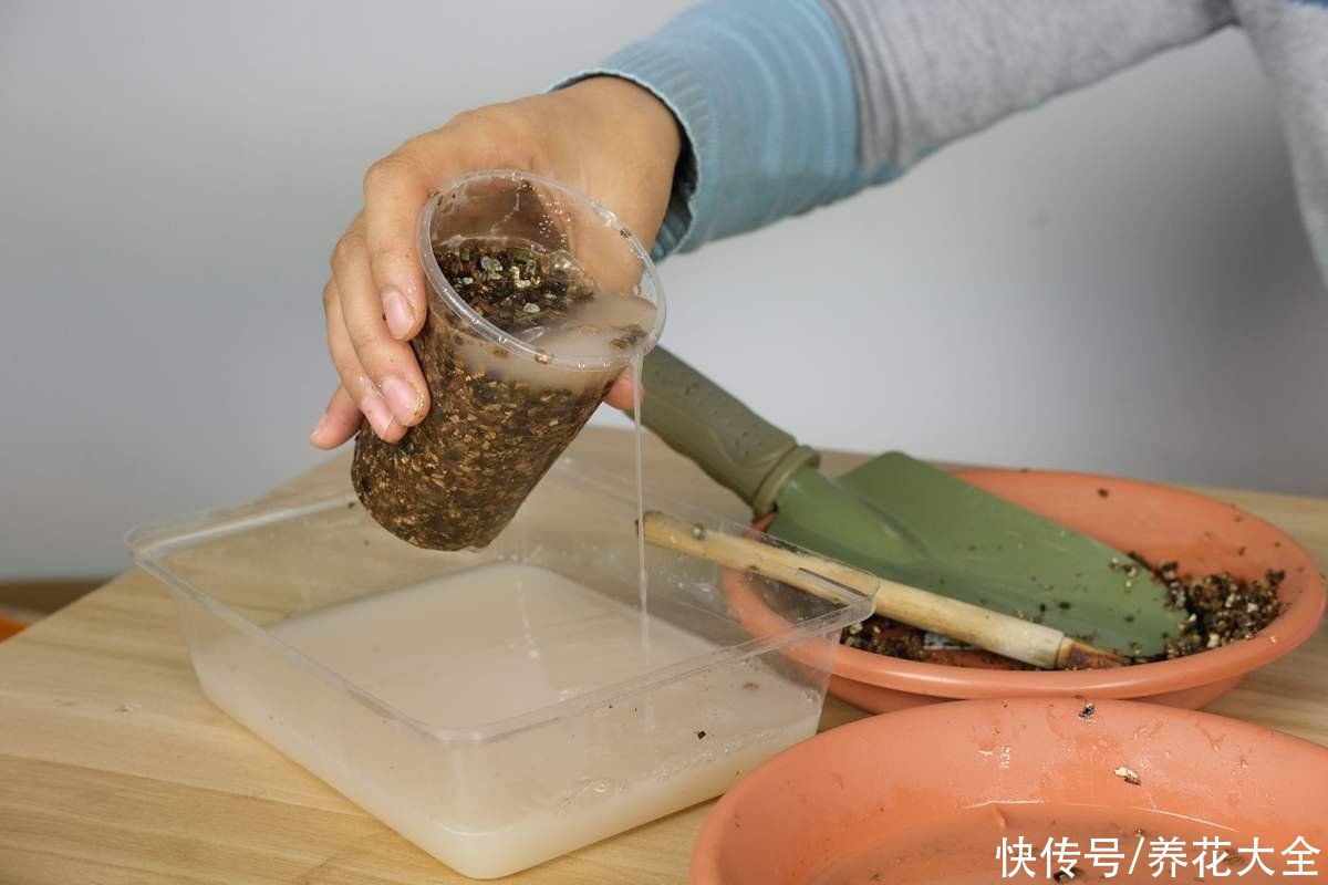 多菌灵|养花必不可少的小物件,在家常备一些,养花得心应手