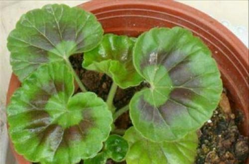  花园|夏天8种花不用买，掐个叶子就能插活，让你的阳台变花园