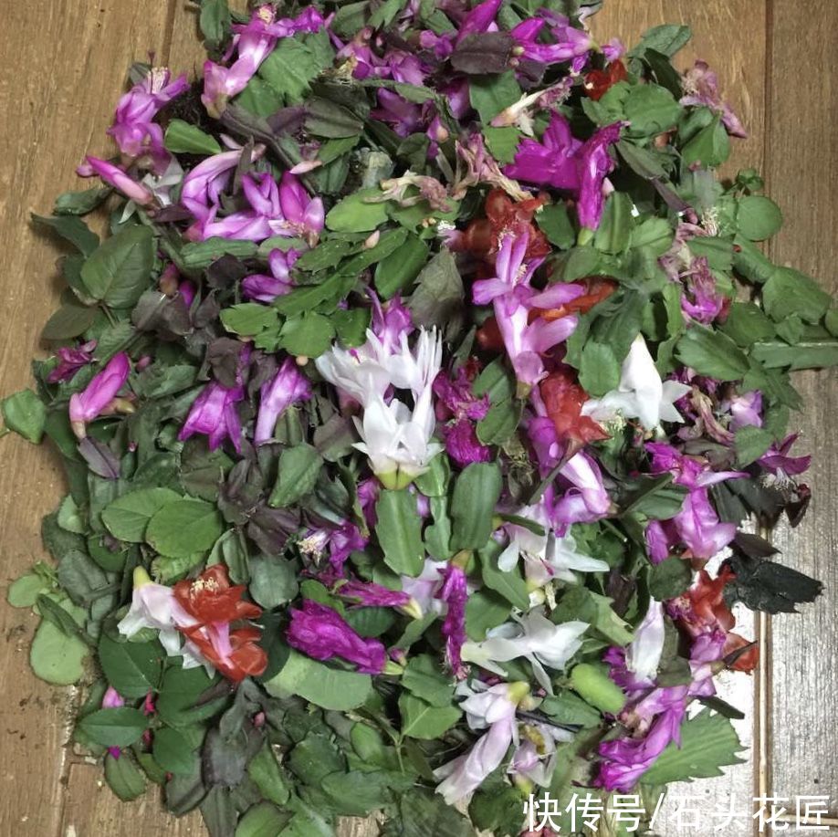 3月养蟹爪兰、长寿花，用对肥料、放对位置，新叶新枝能“翻倍”