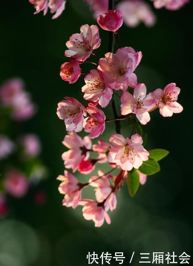 院子|富人喜欢在院子里种4种树,寓意都很好,早看早知道哦