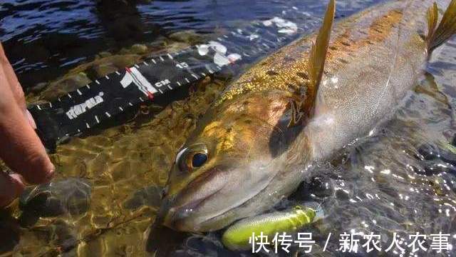 河南一男子冒着严寒夜钓,意外收获9斤大红鱼,到底是哪里来的?