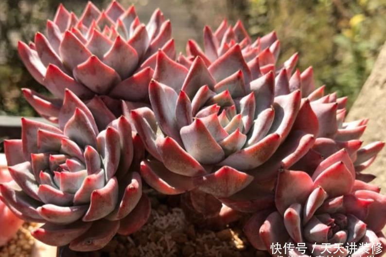 多肉粉蓝鸟和雪兔都非常的好养,那么哪个品种更适合阳台养护呢?