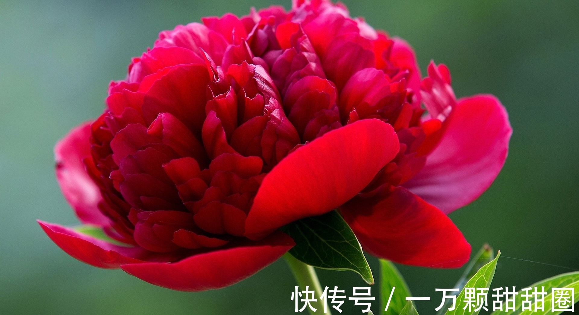 嗫嚅翁#诗人美称,“郑鹧鸪”“嗫嚅翁”“罗牡丹”“雍白鹭”分别是谁?