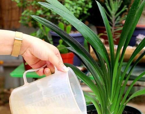 想让君子兰|养护君子兰,2个肥料轮流用,一种长厚叶,一种开大花