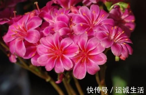 新手养护花卉,就养沾水就爆盆的花卉,枝繁叶茂,花期还很长!