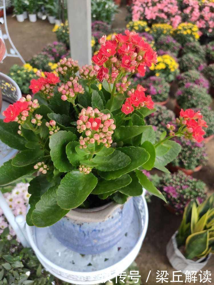 好东西|塑料袋可是养花好东西，套住长寿花，咕噜咕噜冒花苞
