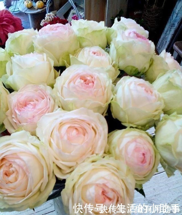 25款包子型月季,花开永不败,大花好养又丰花,新手推荐种植!