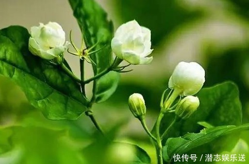 常夏石竹常夏石竹|适合夏天养的几朵花,在家养一朵,花香飘满屋,越热越容易疯长