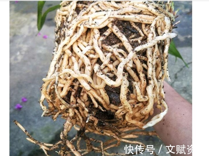 中药渣|以下“2种”药,对于养兰花的人来说,是不可多得的好“肥”