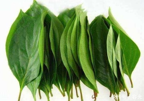 佳品|果子好吃且润肺化痰,止渴生津,叶子更是防治“文明病”的佳品!