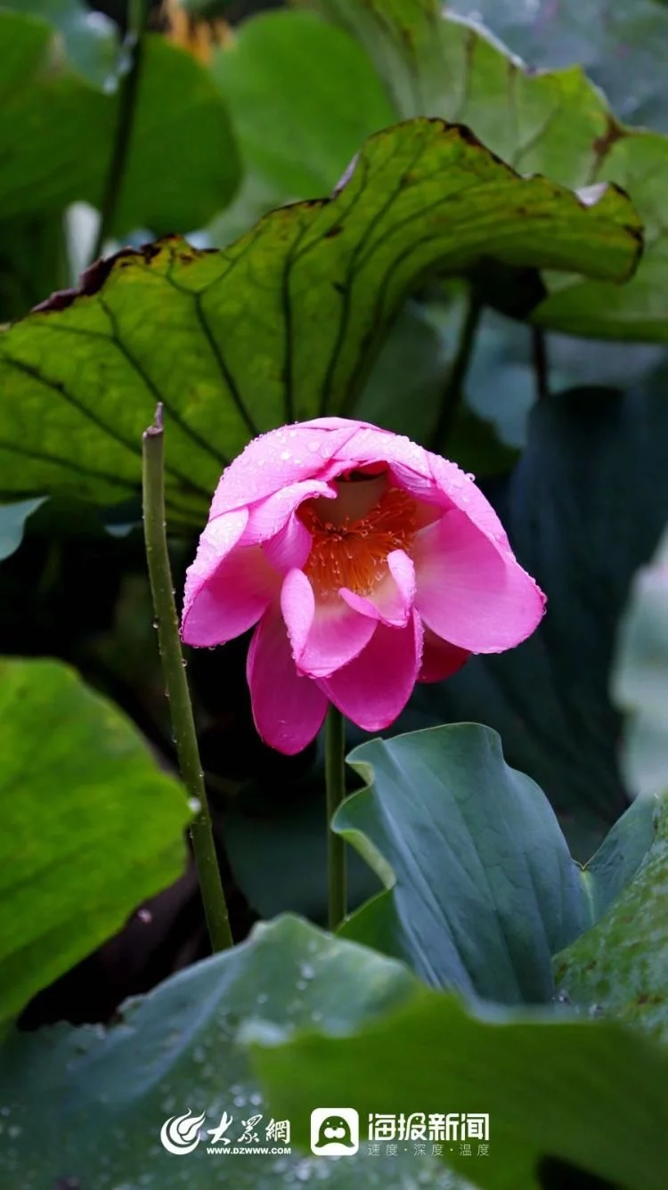 天下风物——《秋天的童话｜雨中赏荷邂逅别样诗意》风光题照