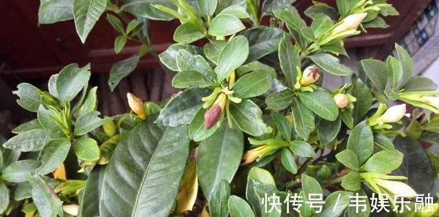 五个要点教你养栀子花,解决不开花,黄叶子,你也可以养好栀子花