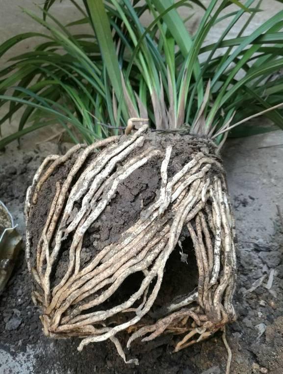 养花技巧花草换盆不懂这3点难怪换完盆就黄叶枯死