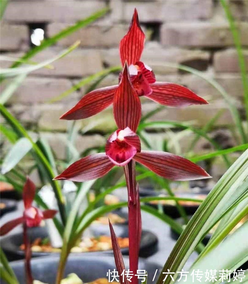 鲜艳|春兰顶级红素“醉红素”,花色鲜艳,香味扑鼻,集众多优点于一身