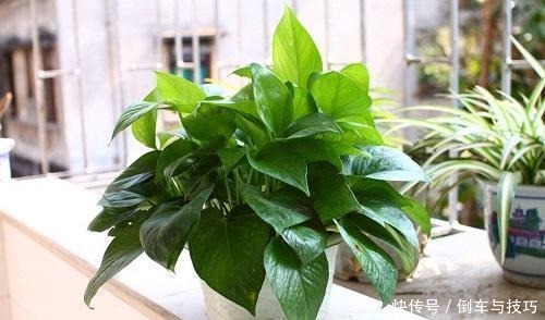 绿萝到底怎么浇水2个浇水技巧,学会浇水就能把绿萝养爆盆!