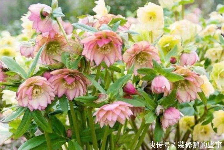养花就养4种花,好养易活花量大,养上一盆四季欣赏,好活还不贵