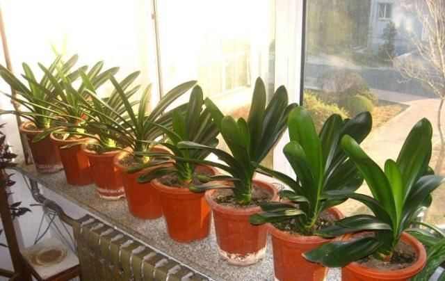 君子兰|王大姐养君子兰,“插”个叶到土里,一盆成10盆,每盆开花都美爆