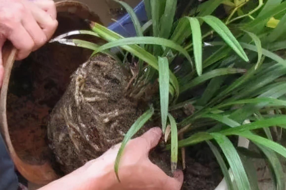 想换盆怕把花“换死”?教你一个“安全”的方法,换完快速生长