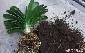 草木灰|草木灰用来养花,生根又快又粗壮!再也不用施肥了!