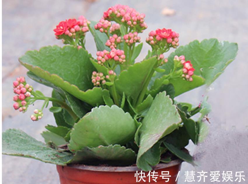 孕蕾|秋天养蟹爪兰、长寿花、君子兰,需要做好三件事,多年经验