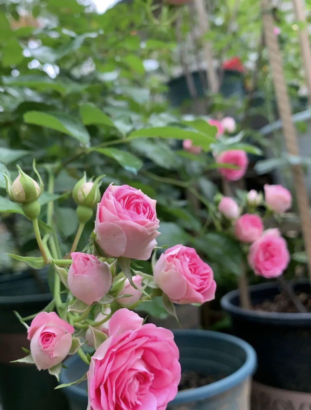 春天拿松针松果壳养花,没干“2件事”,往土里埋只会害花