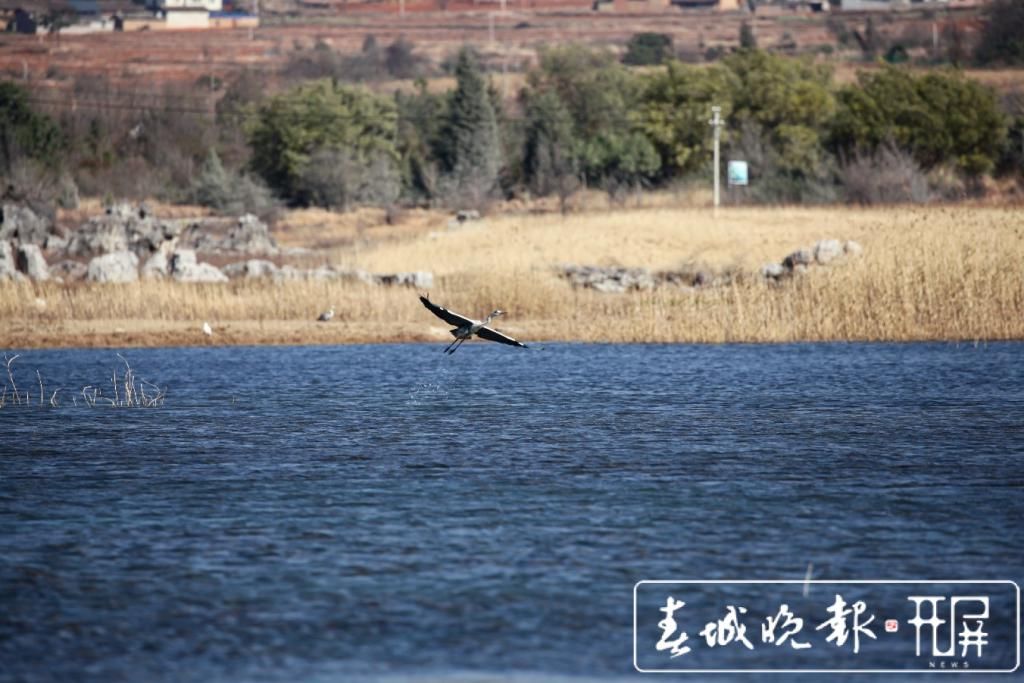 数百只苍鹭在沾益海峰湿地欢乐“度假”