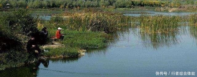 水草|老话讲“钓鱼要钓草，不然要白跑”！但这4种水草钓也白跑