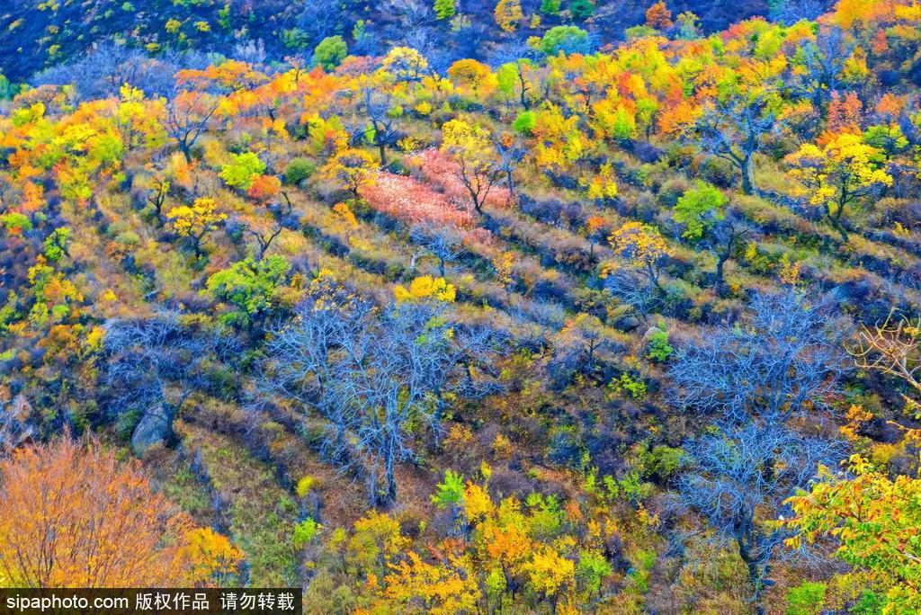 细“鼠”点滴:极不平凡的2020年,看完竟然默默流泪了!