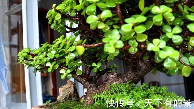 株型|养金枝玉叶,做到“3多1少”,能快速养成老桩,价值高
