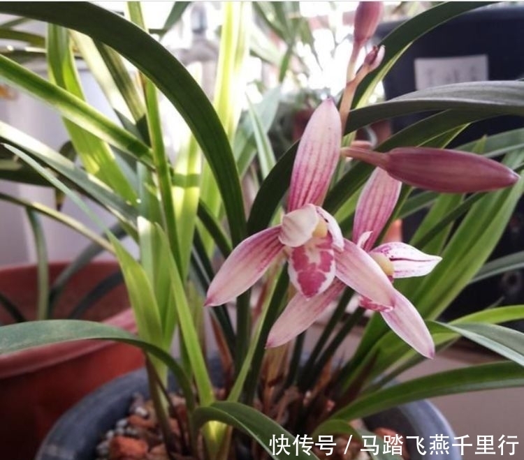 4种花好养又漂亮，全年都开花，阳台变成百花园