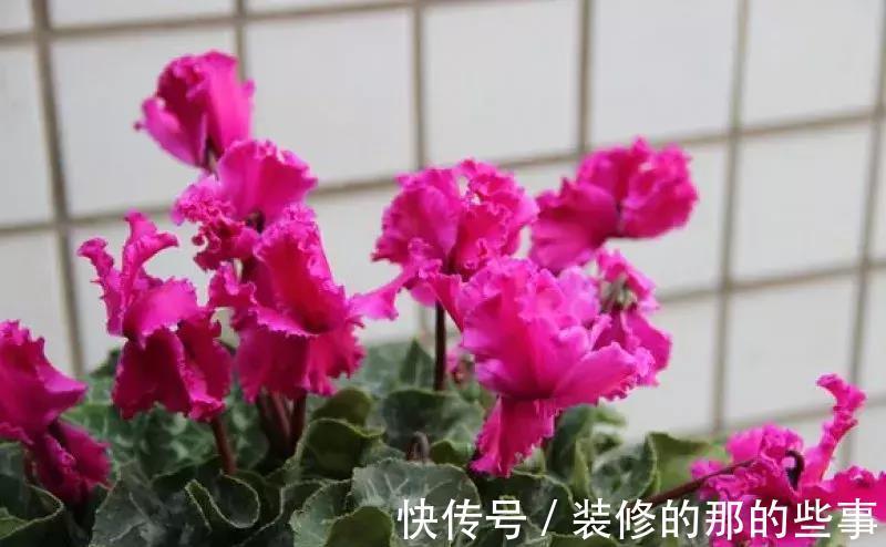 酸碱度|养花全靠1句话,这样养花保证能活