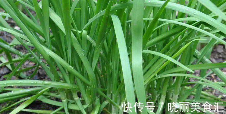 阳台种韭菜只需简单几步,吃韭菜不用愁
