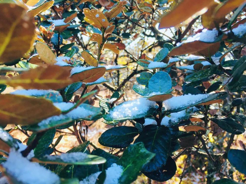 情结|云海与雪景、雾凇齐聚,惊艳了鸡足山的冬天!