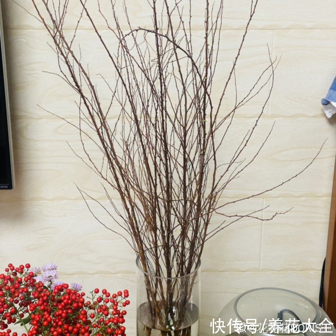 1种花叫“雪柳”,剪几根枝插水里,7天长叶,一个月开花,绝美