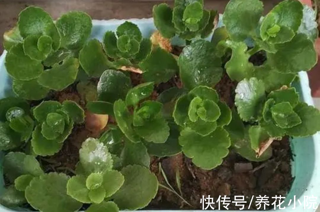 繁殖|5种漂亮花，冬季也能扦插，成活率高，明年不用买