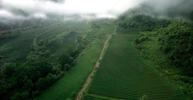 采茶|「国家AAA级景区」腾冲马站高山乌龙茶景区